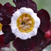 Auricula Gizabroon - Abriachan Nurseries